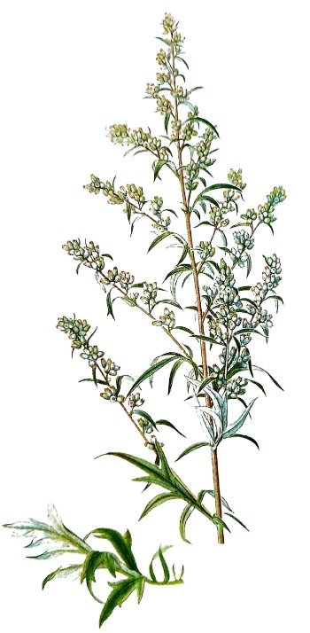 Armoise commune - Plante aux feuilles gris-vert et tiges rougeâtres