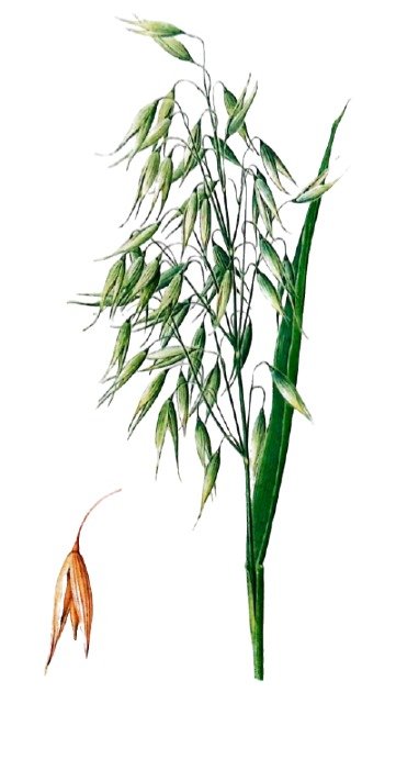 Avoine Cultivée
