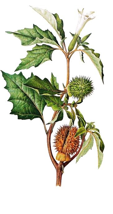 Datura