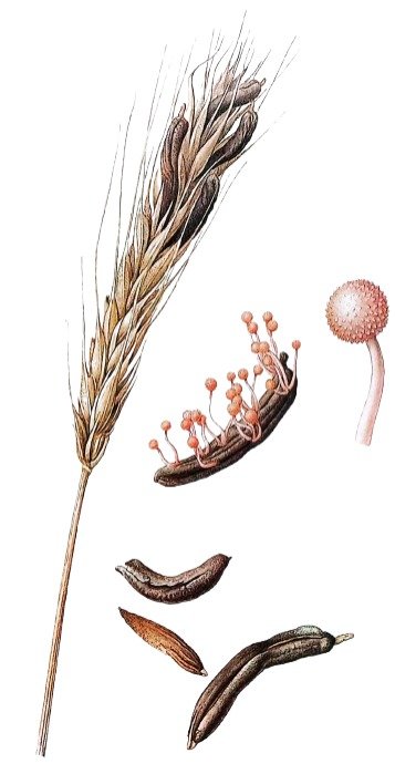 Ergot du seigle