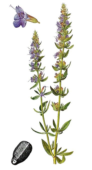Hysope officinale - Plante aux fleurs bleues et feuilles linéaires