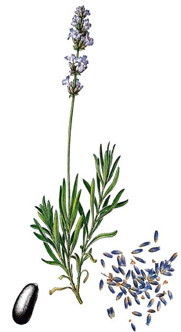 Lavande - Plante aux fleurs bleutées en épis